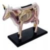 Anatomia Da Vaca Bovino 4d Vision Medicine - Imagem 3