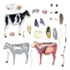 Anatomia Da Vaca Bovino 4d Vision Medicine - Imagem 5