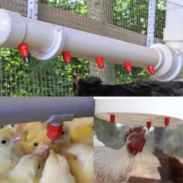 10 Bebedouro Automático Aves Galinha Frango - Imagem 10
