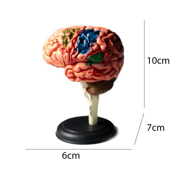 Anatomia Do Corpo Humano - Cérebro 4D - Imagem 3