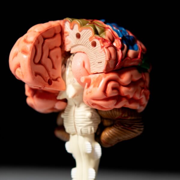 Anatomia Do Corpo Humano - Cérebro 4D - Imagem 4