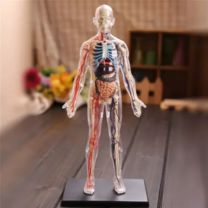 Anatomia Do Corpo Humano