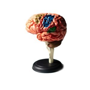 CEREBRO